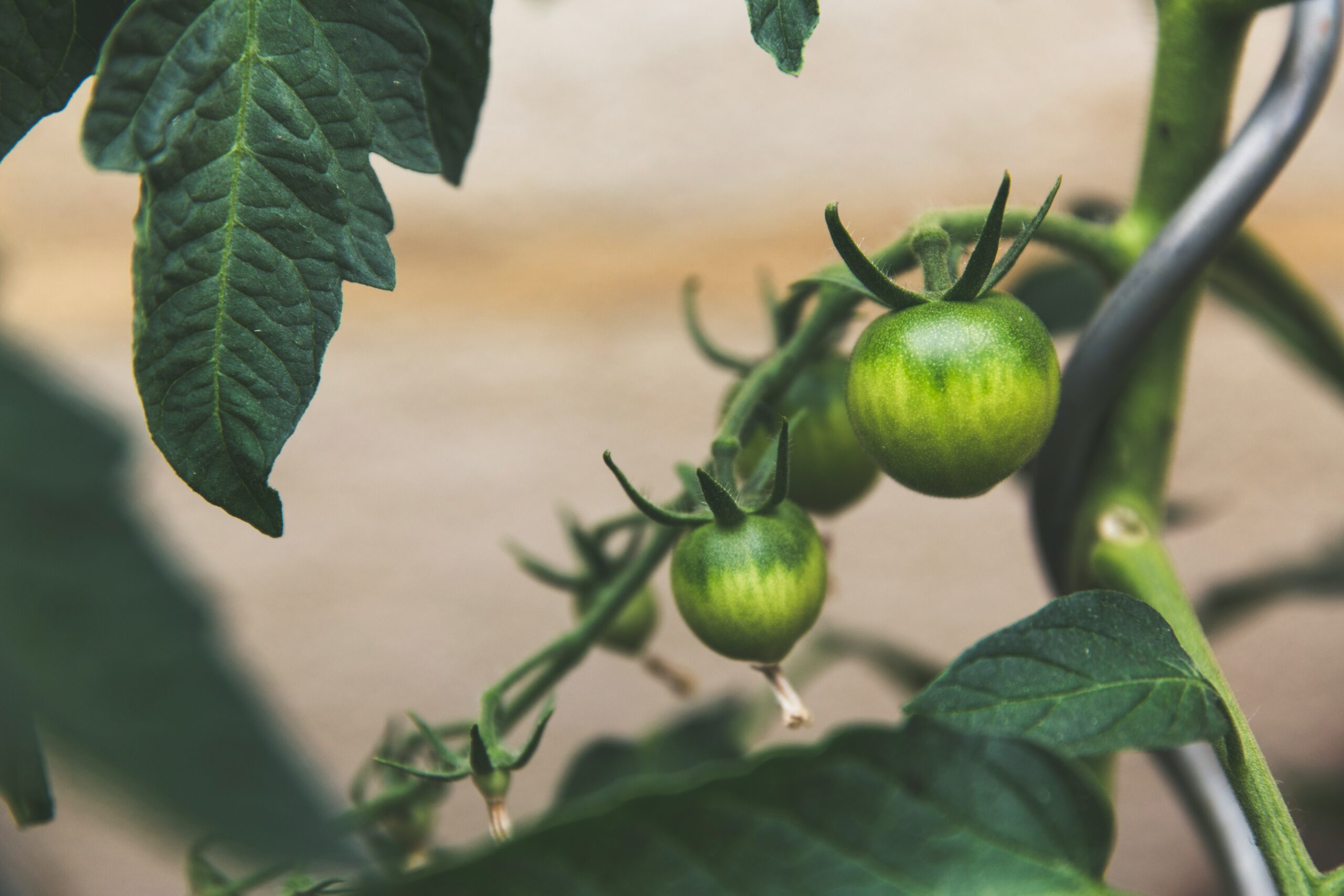 Close-up of a ripe tomato growing on a vine, representing the agricultural and horticultural heritage of Holbeach, with vibrant green leaves and rich soil visible in the background.